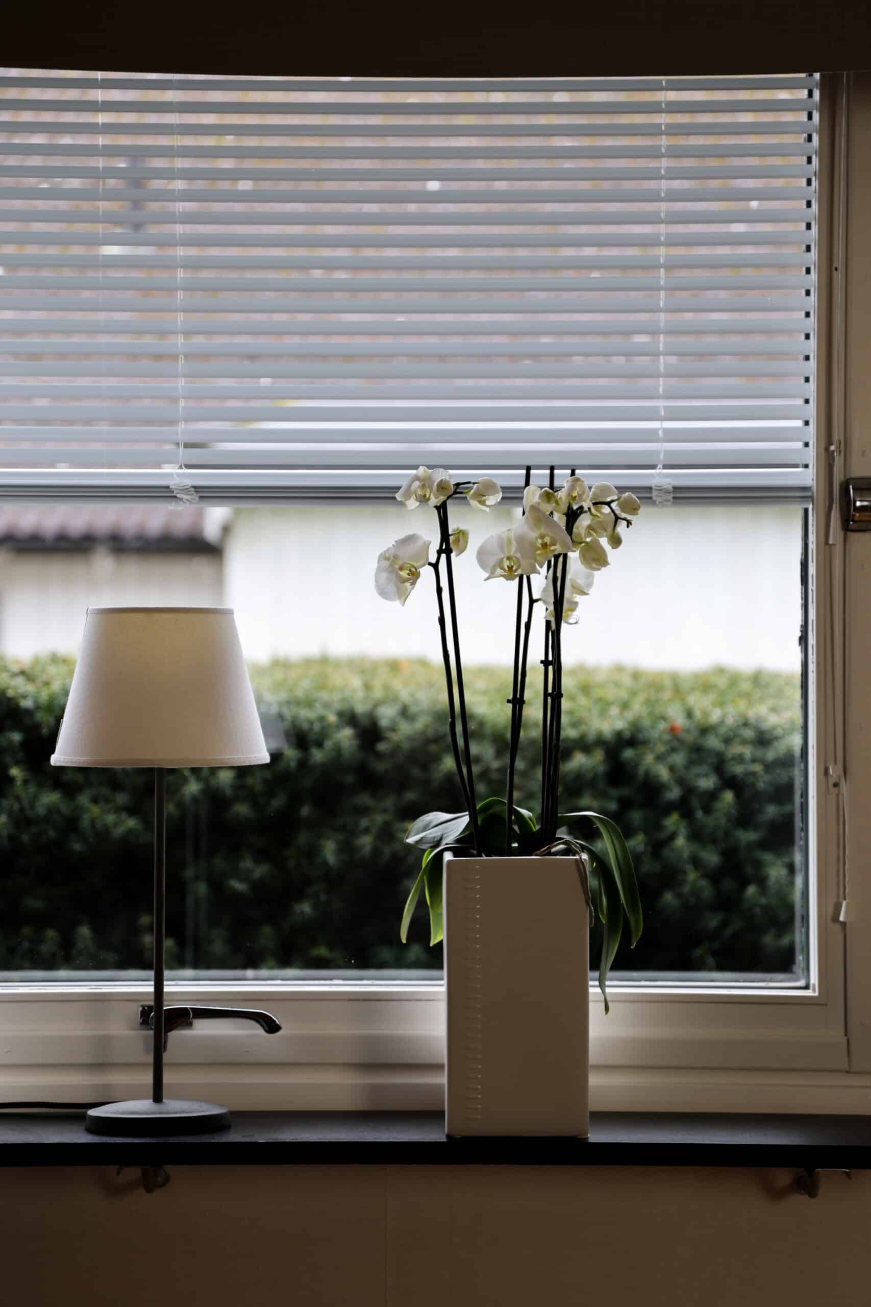 Vita persienner i fönster med orkidé i kruka.