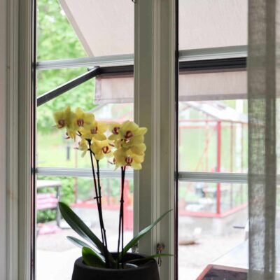 Gul orkidé i svart kruka på fönsterbräda med markis utanför