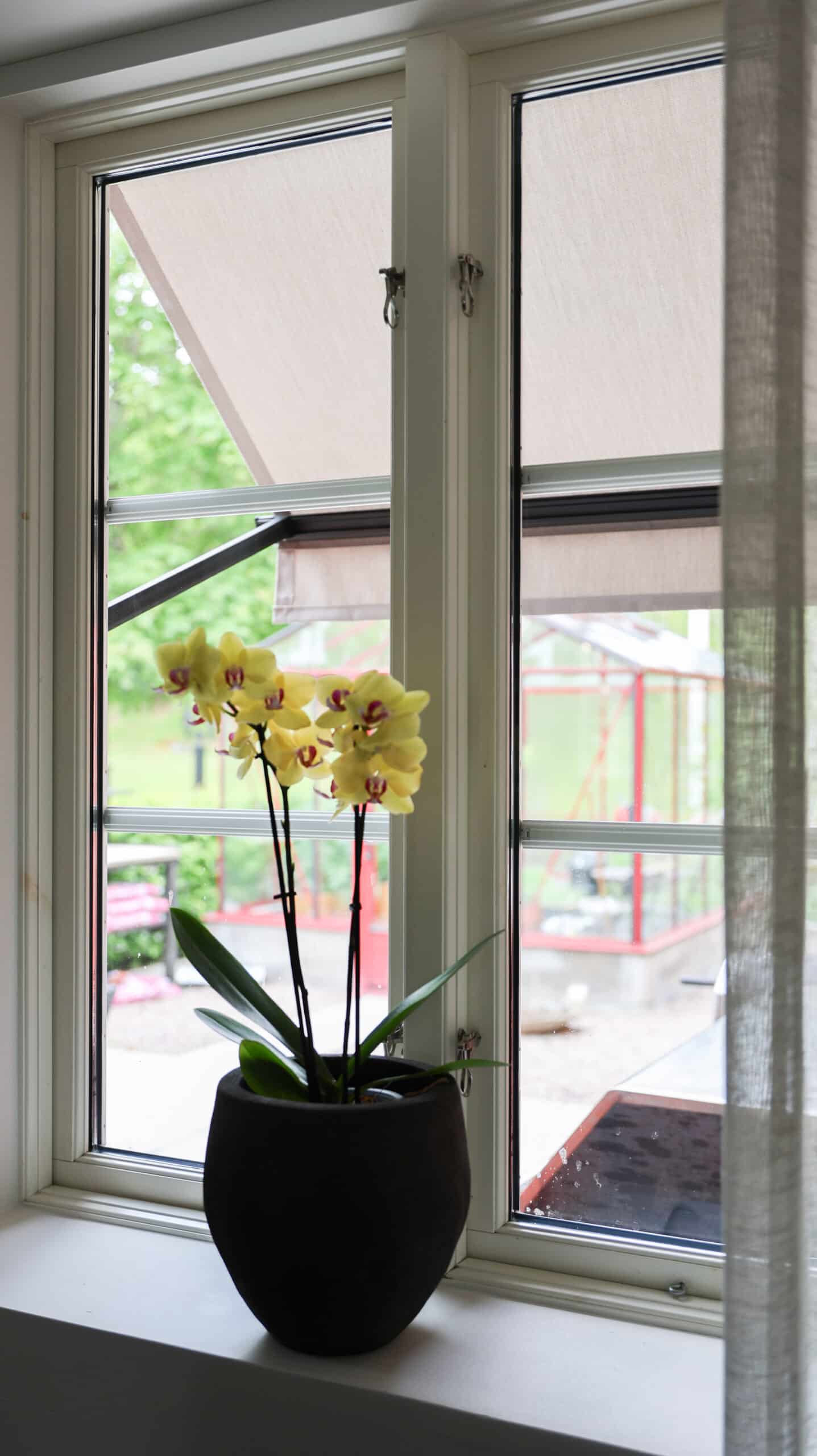 Gul orkidé i svart kruka på fönsterbräda med markis utanför